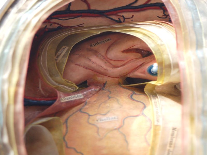 Anatomie clastique_4